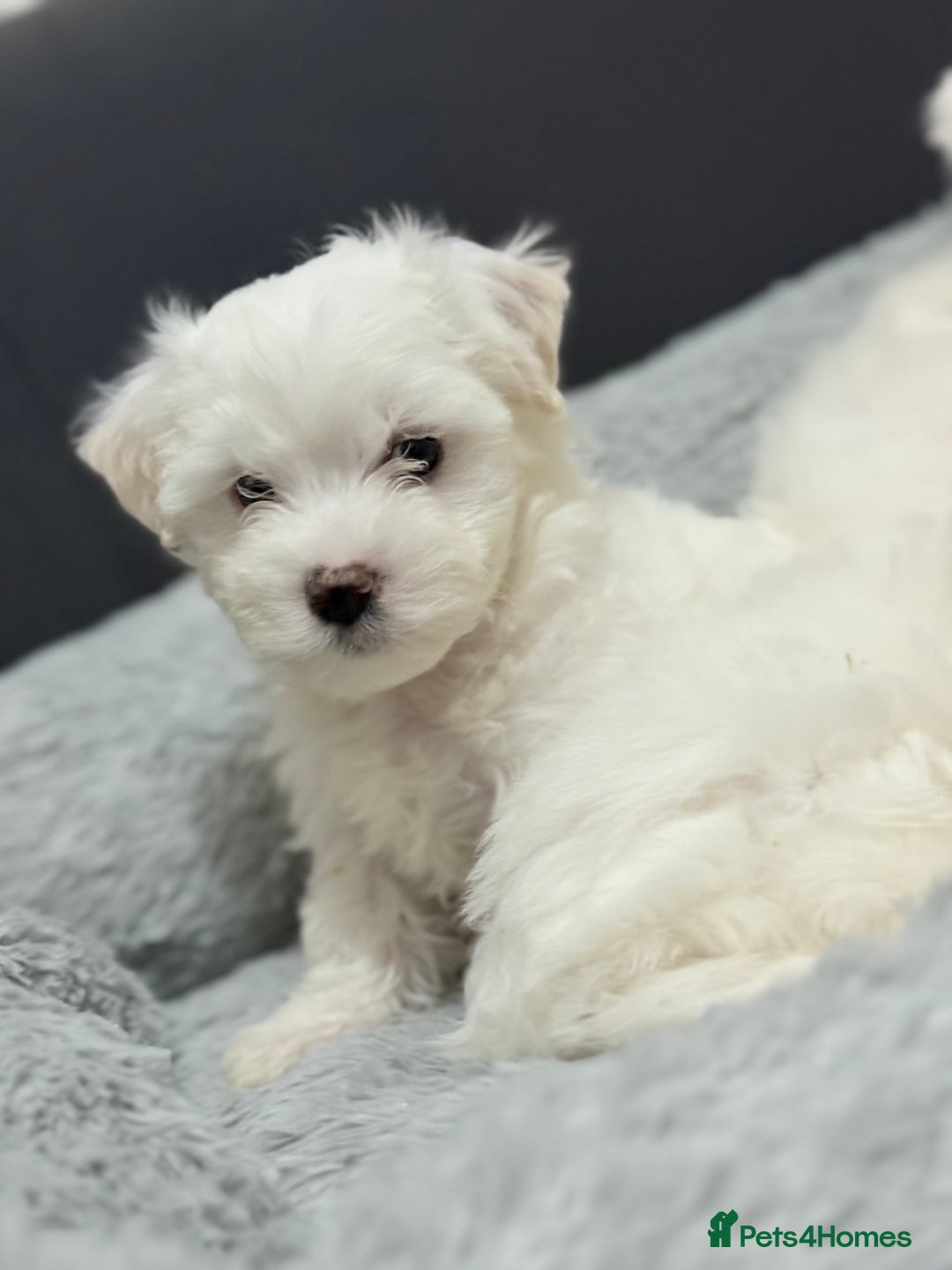 Maltese dogs for sale: Maltese puppy’s  - Image 11