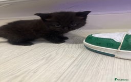 British Shorthair cats for sale: 4 kittens half British shorthair  - Advert 8