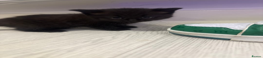 British Shorthair Kitten 2