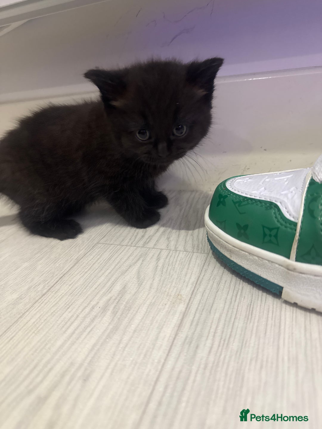 British Shorthair cats for sale: 4 kittens half British shorthair  - Advert 8