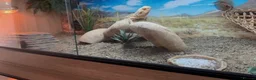 Bearded Dragon reptiles for sale: Bearded dragon tiverton in Tiverton - Advert 3