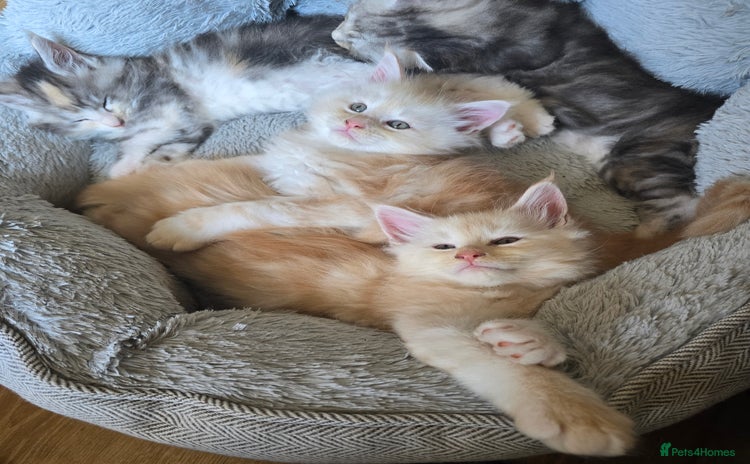 Maine Coon cats - Advert 1