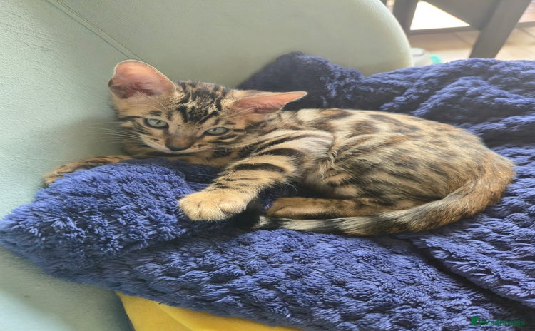 Bengal cats - Advert 6