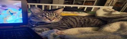 Domestic Shorthair cats for sale: Playful spotted tabby neutered, chipped vaccinated - Advert 7