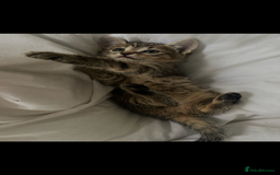 Bengal cats for sale: beautiful bengal kitten  - Image 31