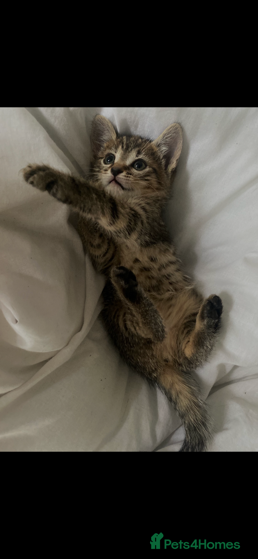 Bengal cats for sale: beautiful bengal kitten  - Image 31