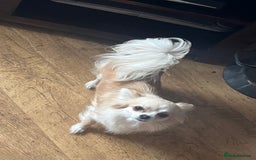 Chihuahua dogs for sale: KC chihuahua long haired boy pup ready now  - Image 7