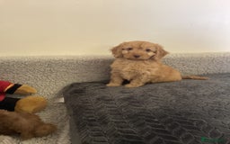 Cockapoo dogs for sale: F1 cockapoo puppies  - Image 3