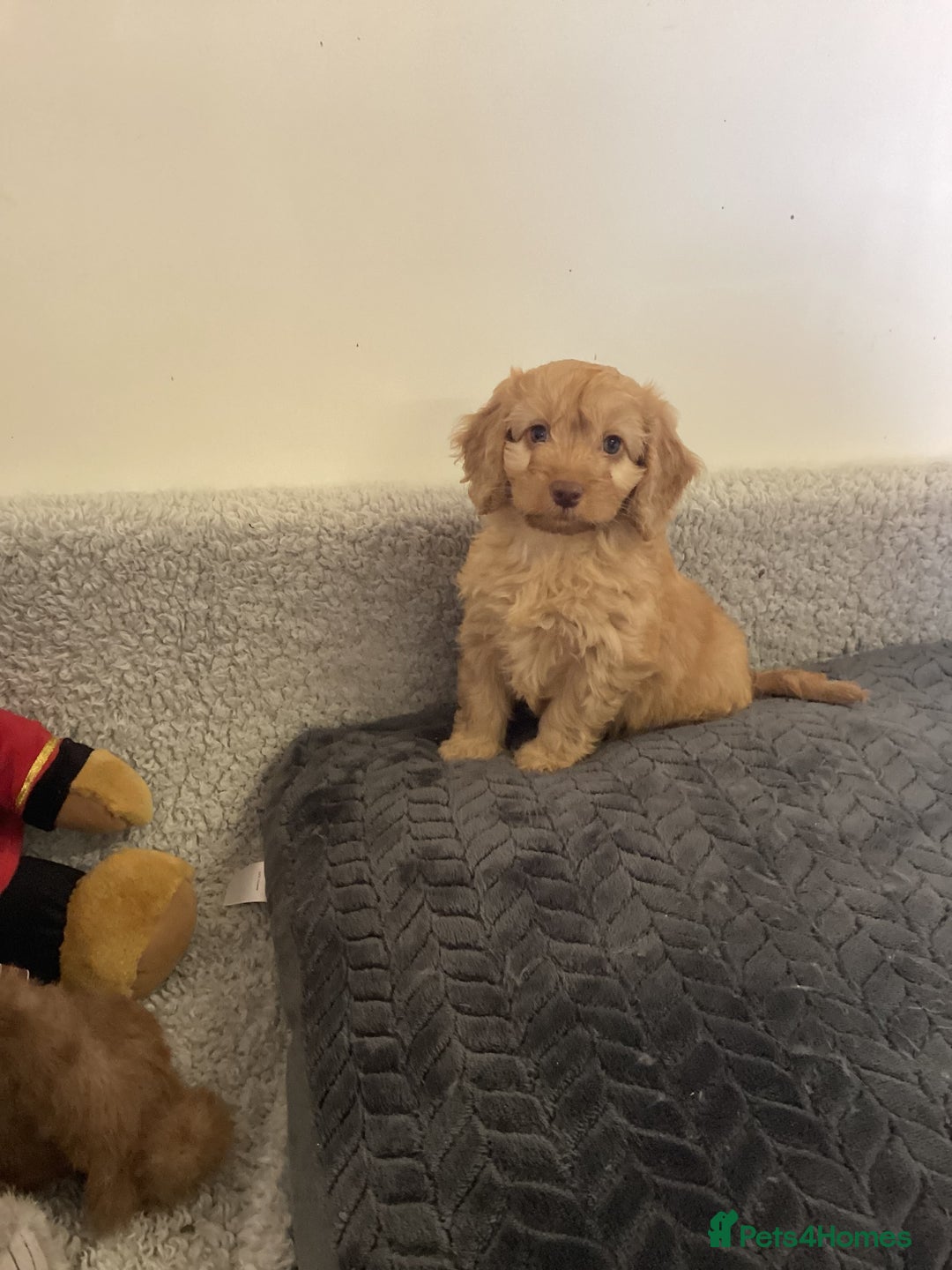 Cockapoo dogs for sale: F1 cockapoo puppies  - Image 3