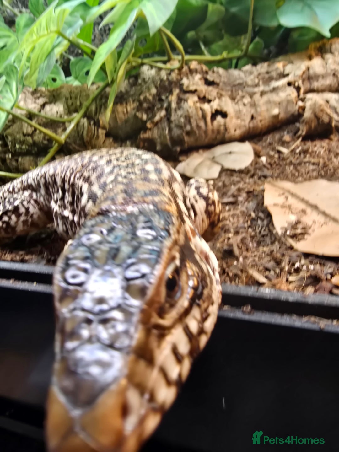 Monitor reptiles for sale: Devil Line Red Tegu Female CB25 - Advert 6