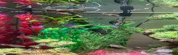 Live Bearers fish for sale: Guppy fry available   - Advert 3