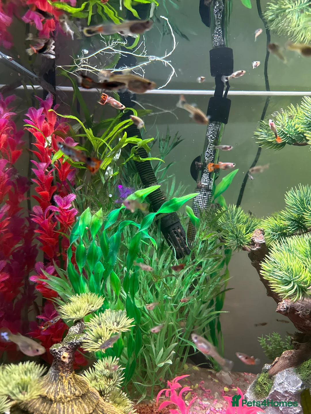 Live Bearers fish for sale: Guppy fry available   - Advert 2