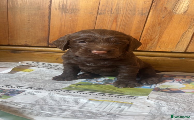 Cocker Spaniel dogs - Advert 4
