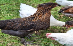 Chickens poultry for sale: Hybrid pullets - Image 3