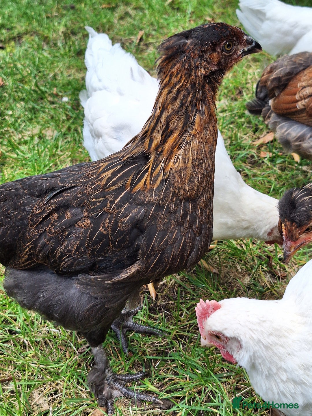 Chickens poultry for sale: Hybrid pullets - Image 3