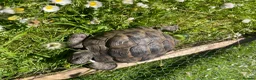 Tortoise reptiles for sale: Spur thigh tortoise  - Advert 2