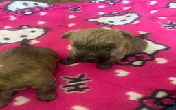 Cairn Terrier dogs for sale: Quality litter KC reg Cairn Terrier Puppies  - Image 4