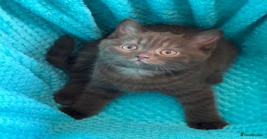 Scottish Fold cats - Advert 15