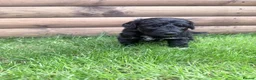 Australian Labradoodle dogs for sale: Beautiful Aussie Doodles - Advert 7