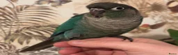 Conures birds for sale: 1 left hand reared green cheek conure. - Advert 2