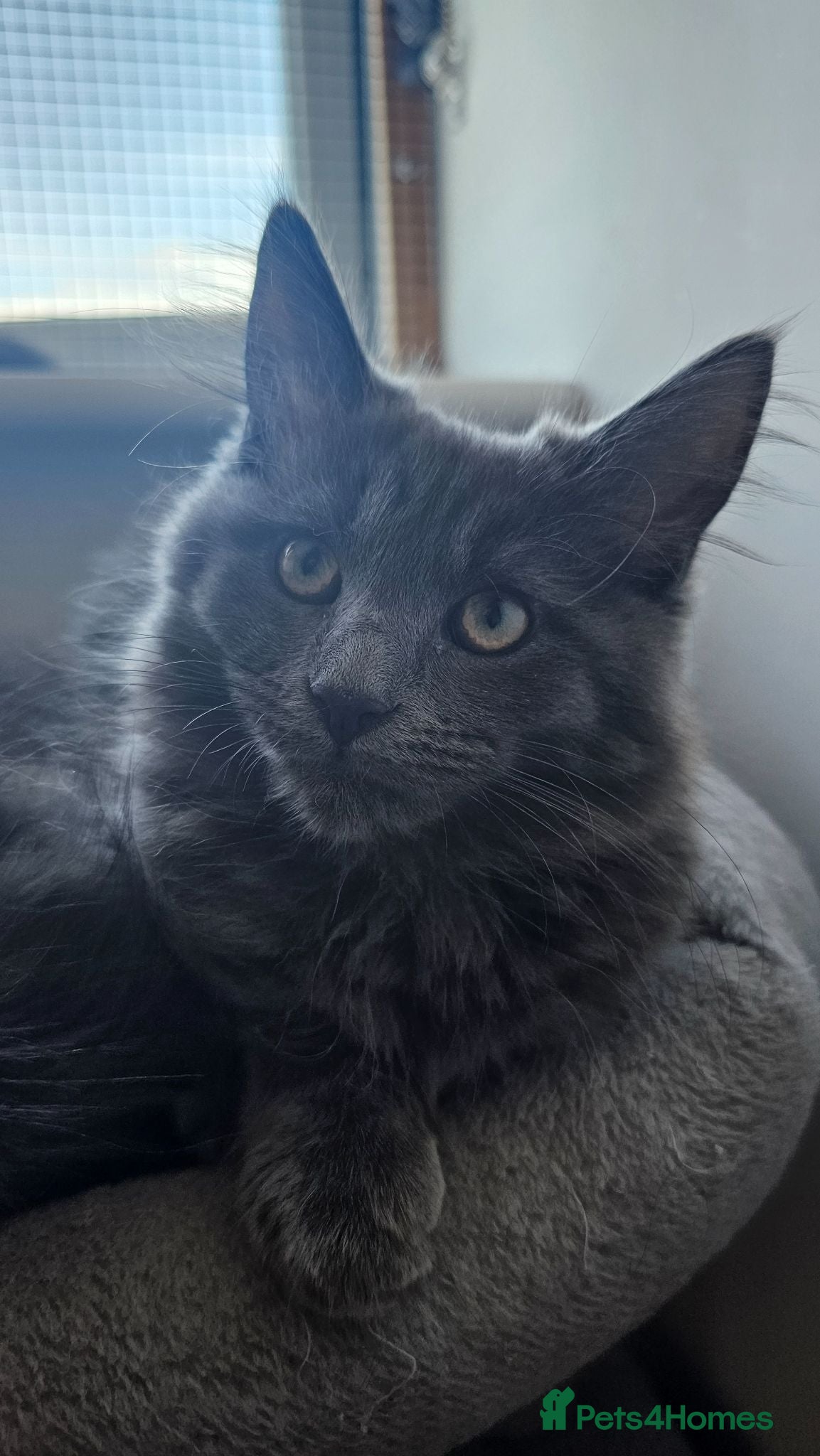 Maine Coon cats Gorgeous, sociable maine coon kittens  - Advert 2