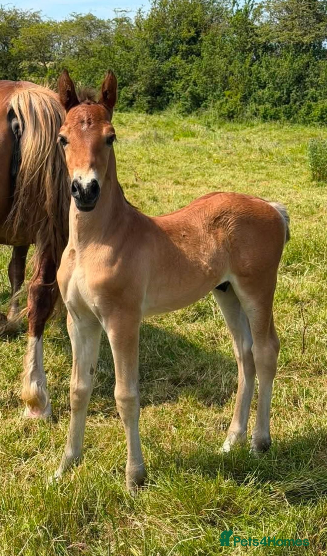 Welsh Section D horses Section D - Advert 14