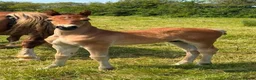 Welsh Section D horses for sale: Section D - Advert 1