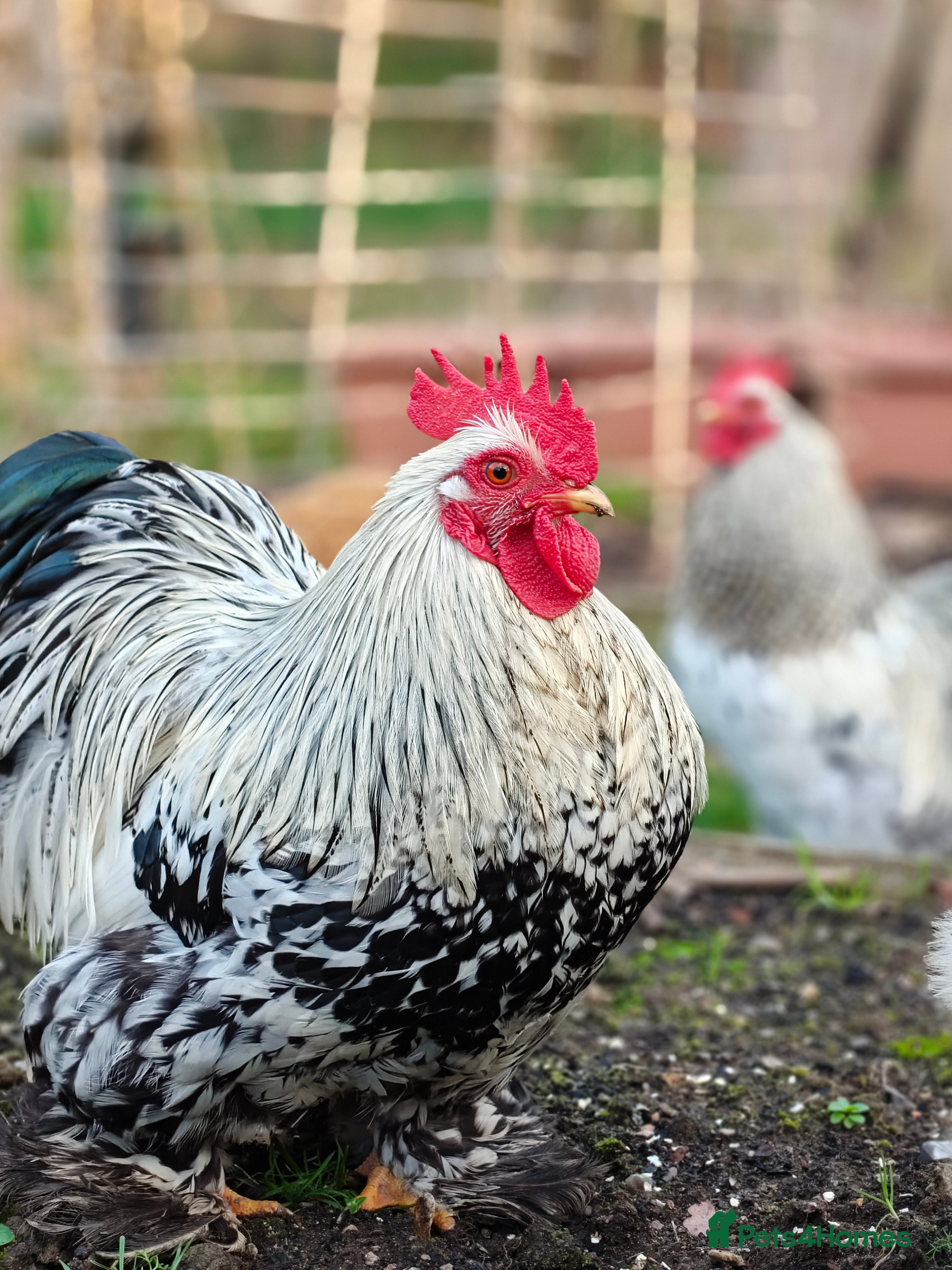 Chickens poultry Pekin Rooster, Buff Orpington x Silkie Rooster - Advert 2