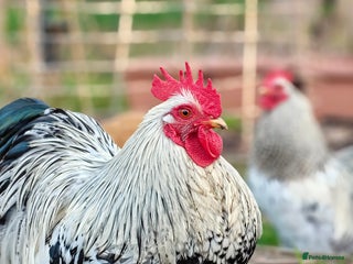 Chickens poultry Pekin Rooster, Buff Orpington x Silkie Rooster - Advert 1