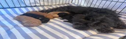 Shihpoo dogs for sale: Shihpoo puppies for sale  - Advert 18
