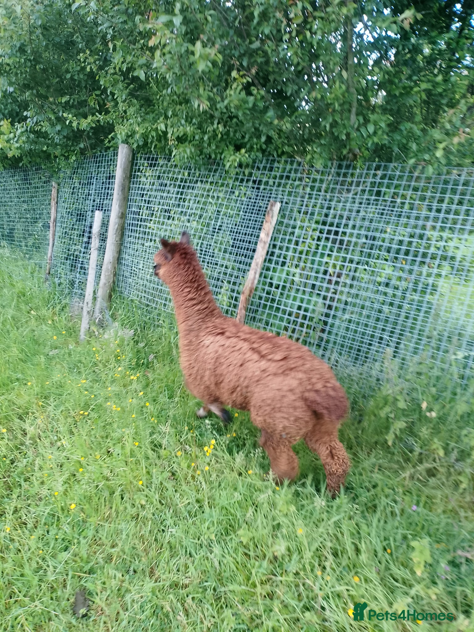 Alpaca livestock for sale: male alpaca cria - Advert 3