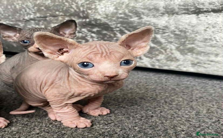 Sphynx cats - Advert 11