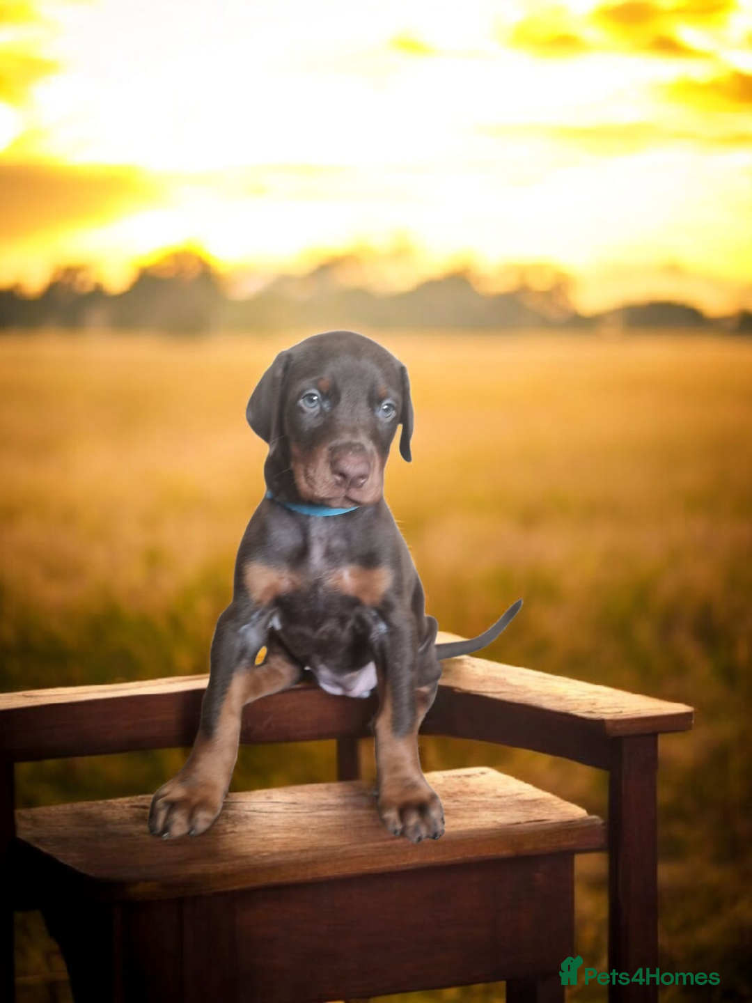 Dobermann dogs for sale: Exceptional Doberman - Advert 10