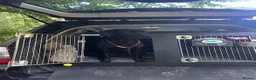 Labrador Retriever dogs for sale: Fully Health Tested, KC Reg Labradors Due June  - Advert 4