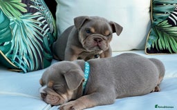 English Bulldog dogs for sale: Champion Bloodlines KC British Bulldogs - Image 20