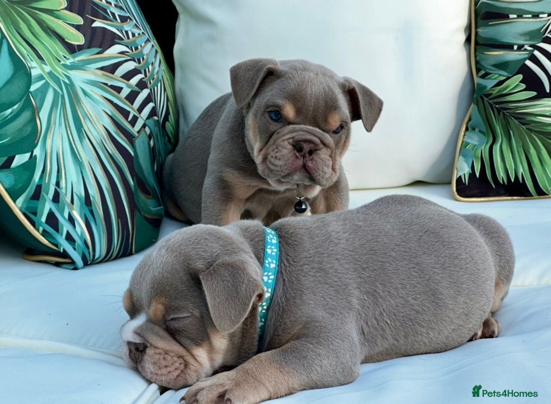 English Bulldog dogs for sale: Champion Bloodlines KC British Bulldogs - Image 20