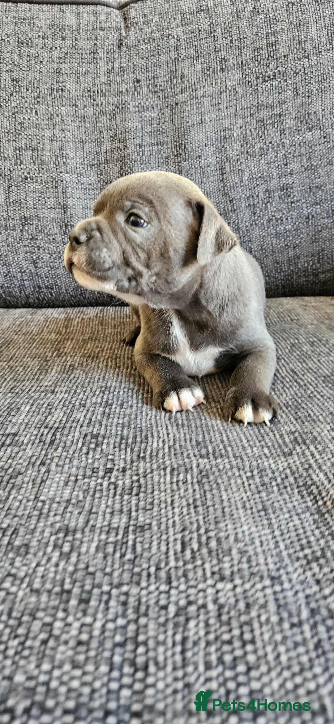 Staffordshire Bull Terrier dogs for sale: Blue&white and white&blue staffie pups - Image 6