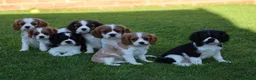 Mixed Breed dogs for sale: Playful Pugalier puppies for sale!  - Advert 3