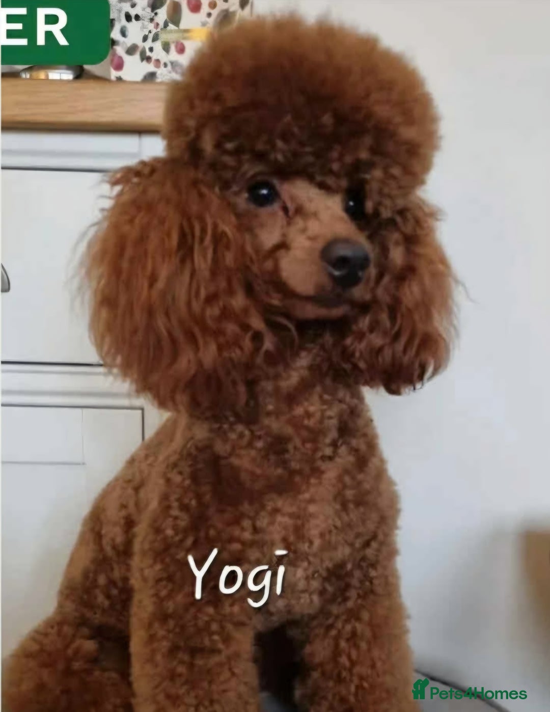 Toy Poodle dogs for sale: Toy poodle - Advert 7