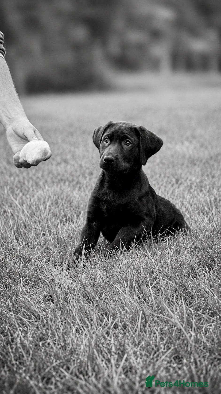 Labrador Retriever dogs Exceptional KC Reg Labrador Puppies For Sale! - Advert 2