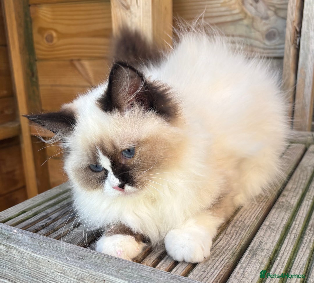 Ragdoll cats for sale: Stunning gccf sealMitted girl really fluffy  - Image 3