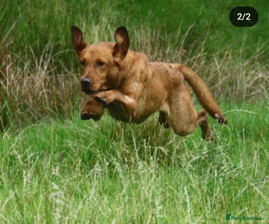 Labrador Retriever dogs for stud: Health tested- Kc registered Fox Red Labrador for  in York - Image 7