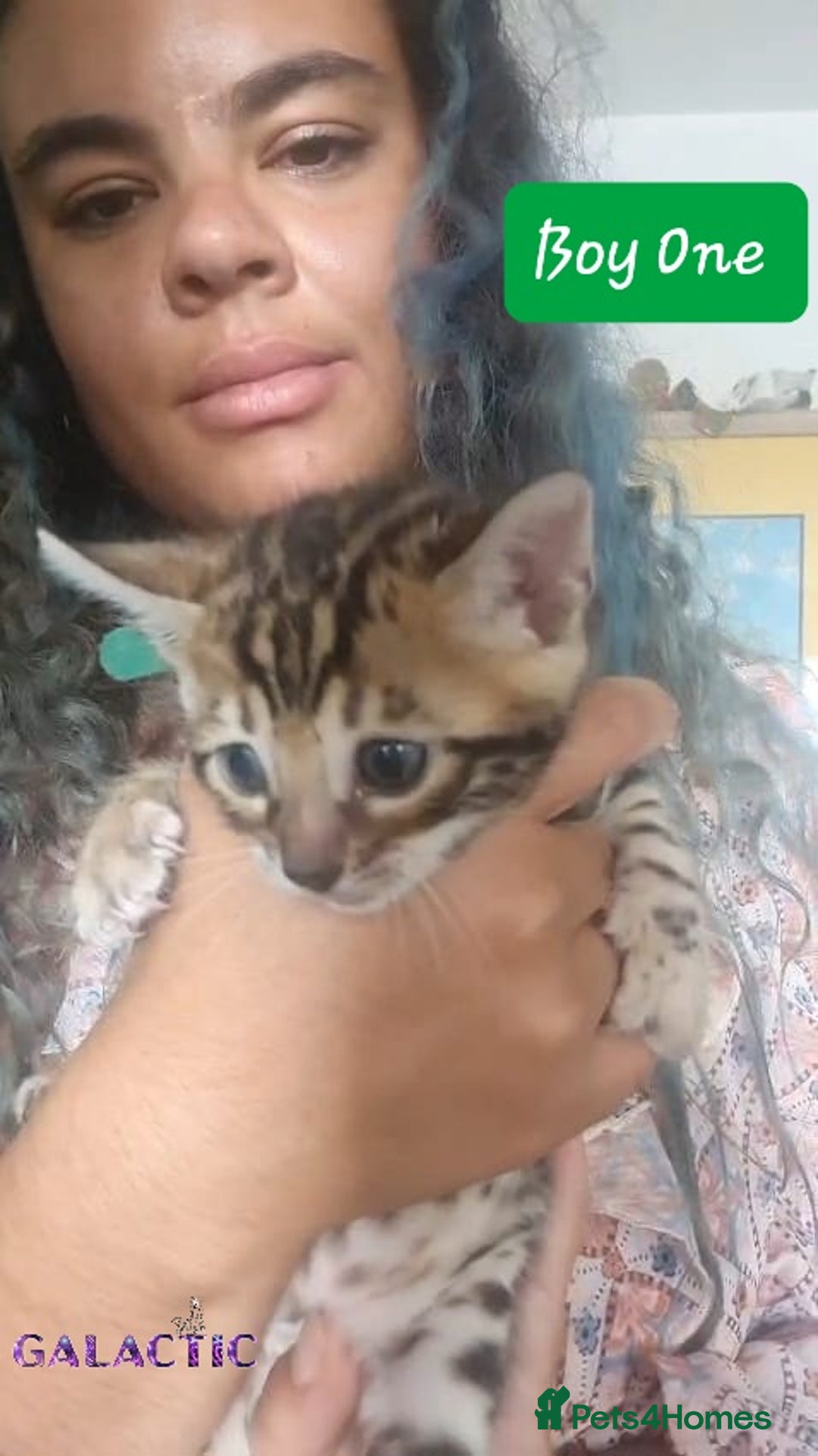 Bengal cats for sale: Beautiful Bengal Kittens  in Sutton - Image 14