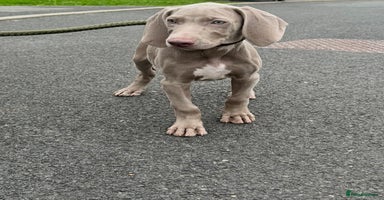 Weimaraner dogs - Advert 5