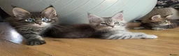 Maine Coon cats for sale: Stunning Maine Coon Kittens Available - Advert 1
