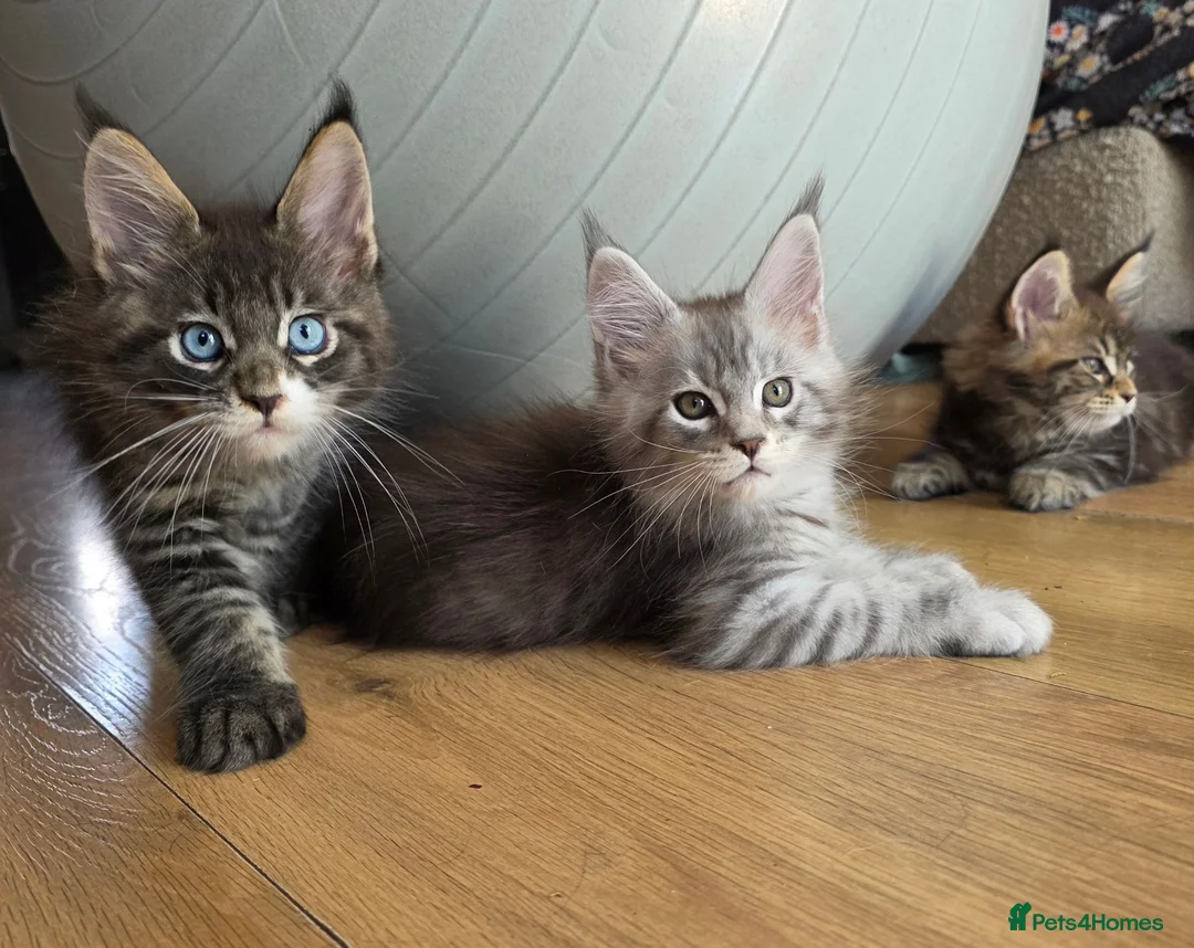 Maine Coon cats for sale: Stunning Maine Coon Kittens Available - Advert 1