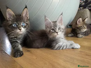 Maine Coon cats Stunning Maine Coon Kittens Available - Advert 10
