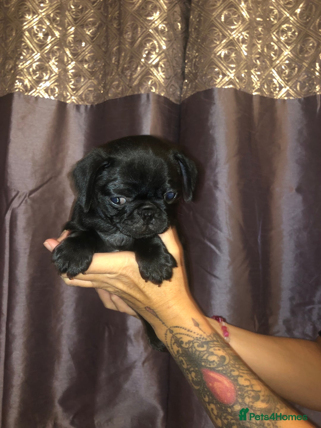 Pug dogs for sale: Pug puppies - Image 3