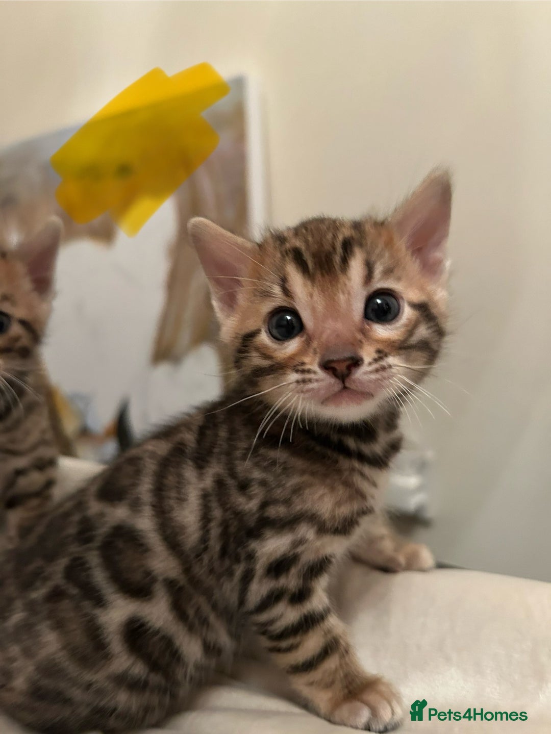 Bengal cats for sale: ❤️ Stunning Bengal Kittens for Reservation ❤️ - Advert 19