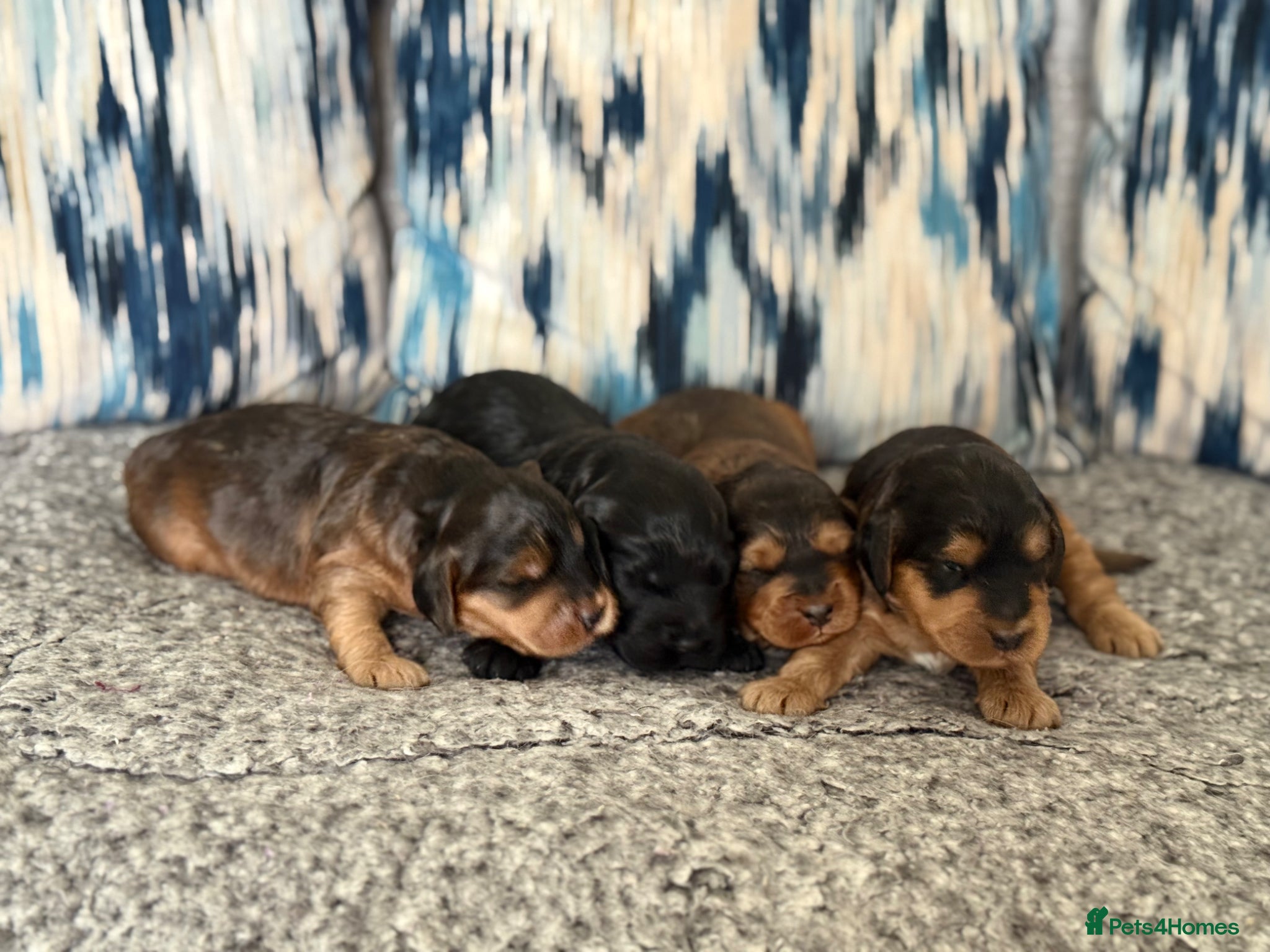 Cockapoo dogs F1 show line cockapoo puppies - Advert 4